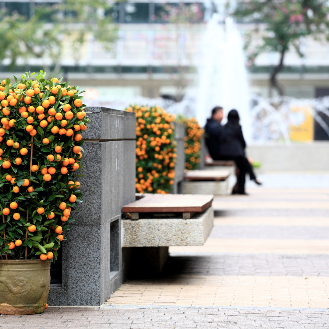 Orange trees decorate modern urban benches